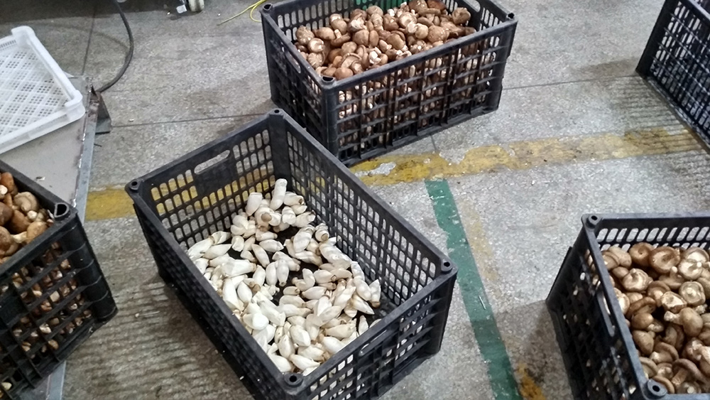 食用菌烘干工程