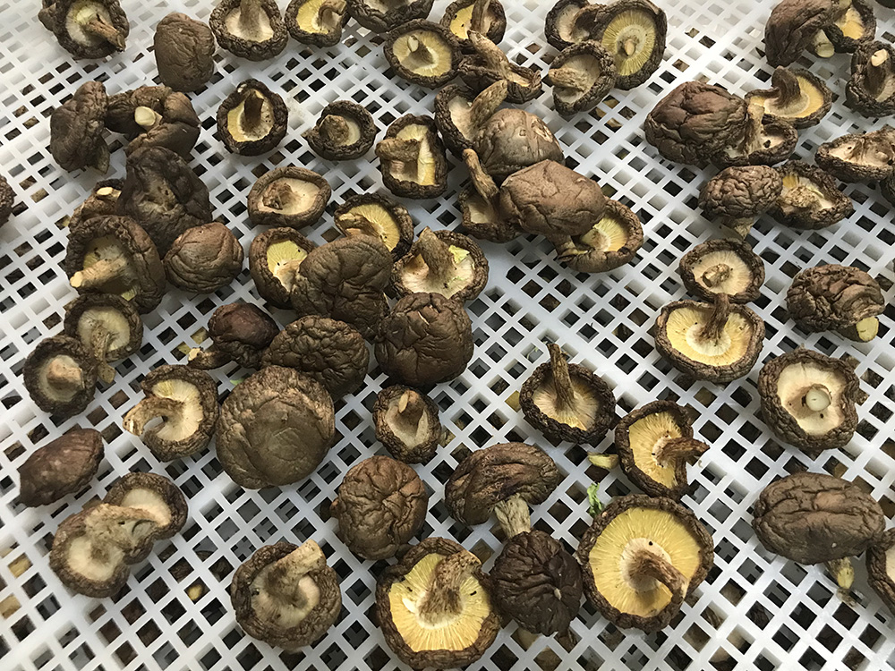 食用菌烘干工程