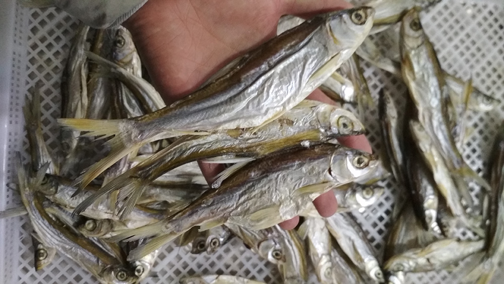 魚類烘干工程