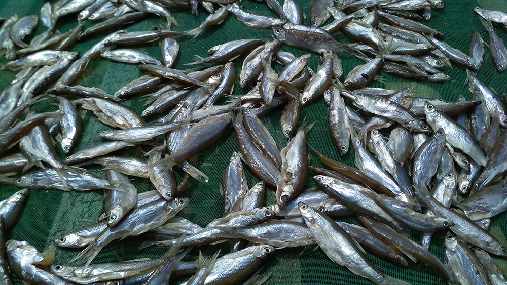 海產(chǎn)品烘干工程