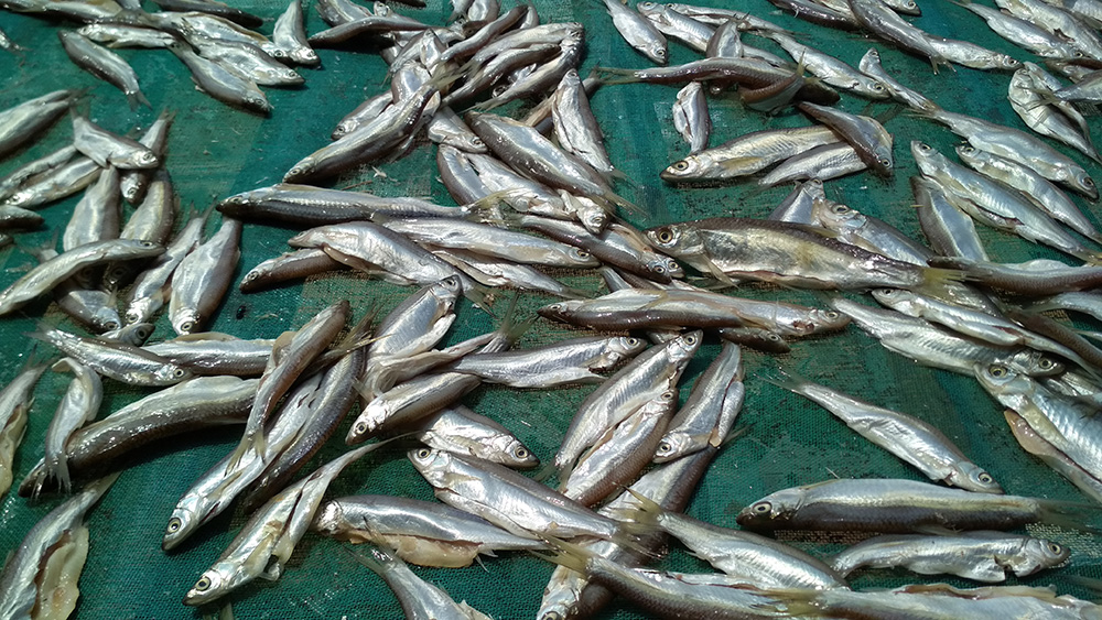 海產(chǎn)品烘干工程